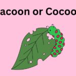 Cacoon or Cocoon – Which One is Correct and Why?