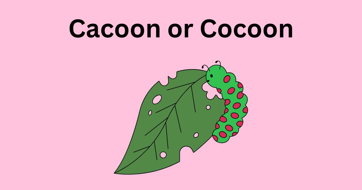 Cacoon or Cocoon – Which One is Correct and Why?